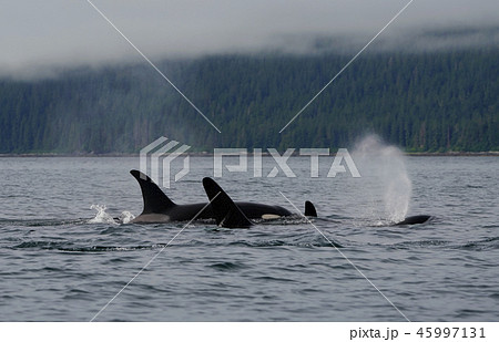 シャチ シャチ 45997131