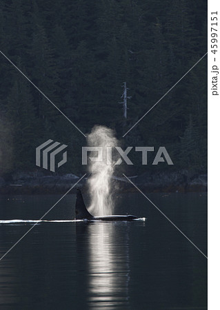 シャチ シャチ 45997151