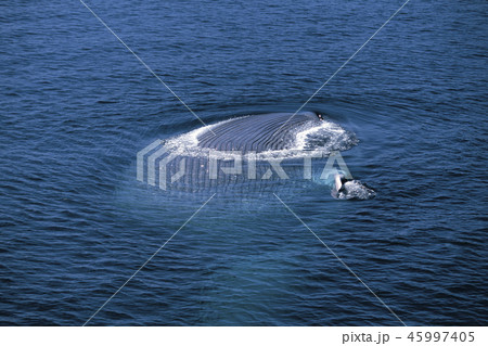 シロナガスクジラ 45997405