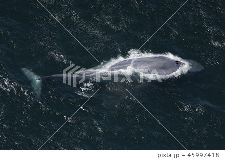 シロナガスクジラ 45997418