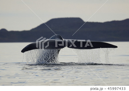 シロナガスクジラ 45997433