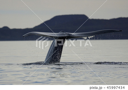シロナガスクジラ 45997434