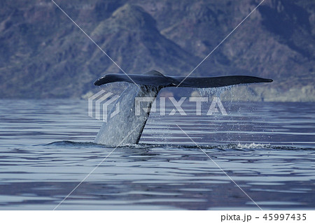 シロナガスクジラ 45997435