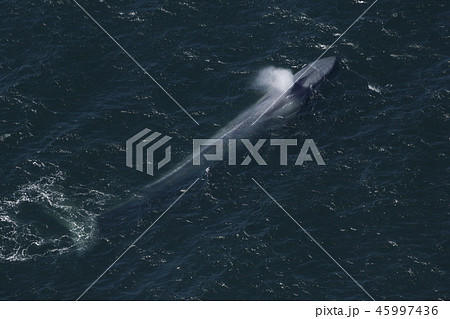 シロナガスクジラ 45997436