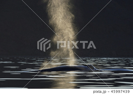 シロナガスクジラ 45997439