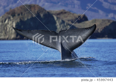 シロナガスクジラ 45997443