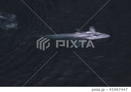 シロナガスクジラ シロナガスクジラ 45997447