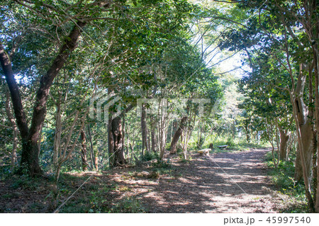八王子城山 八王子城跡(国指定史跡) 登山道 金子丸跡 八王子城山 八王子城跡(国指定史跡) 登山道 金子丸跡 45997540