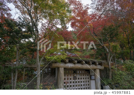 日本的な秋 45997881