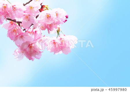 桜の花(陽光) 桜の花(陽光) 45997980