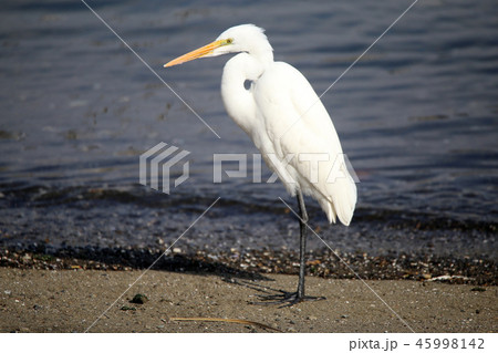 ダイサギ 45998142