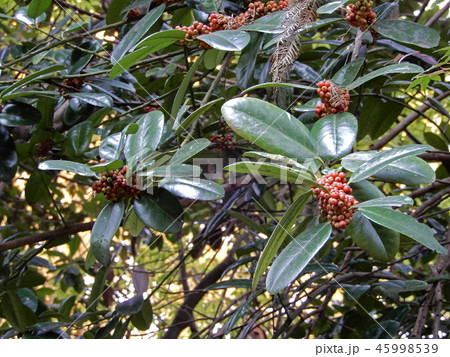 タラヨウ 植物 タラヨウ 植物 45998539