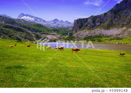mountains landscape with lake and cows 45999148