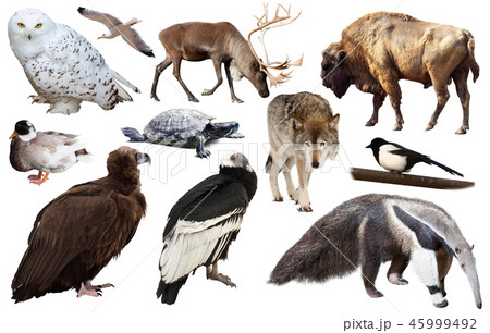 set of north american animals isolated set of north american animals isolated 45999492