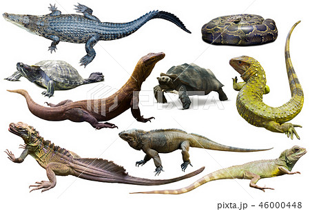 collection of reptiles 46000448