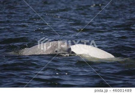 ベルーガ 46001489