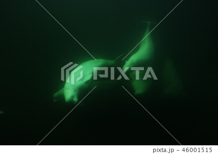 ベルーガ 46001515