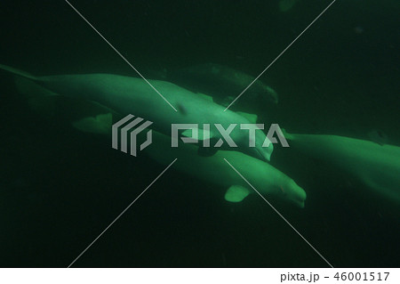 ベルーガ 46001517