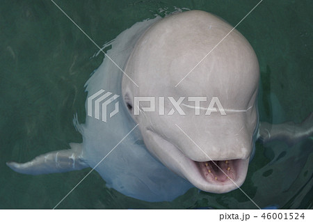 ベルーガ ベルーガ 46001524