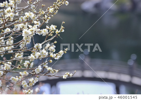 梅の花 三原市三景園の梅園 梅の花 三原市三景園の梅園 46001545