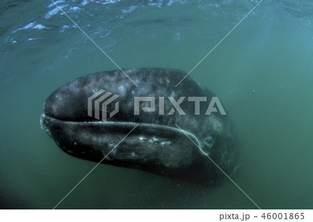 コククジラ コククジラ 46001865