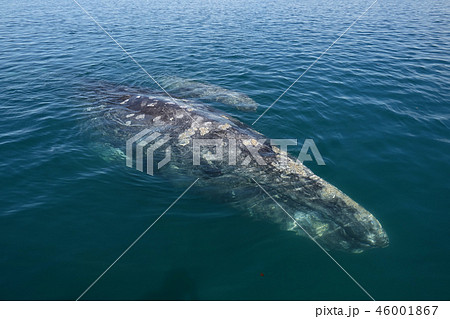 コククジラ コククジラ 46001867