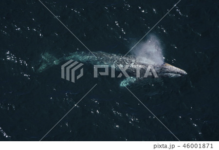 コククジラ 46001871