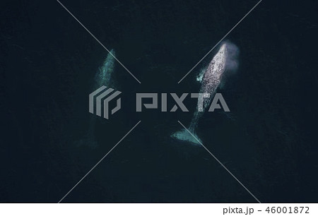 コククジラ コククジラ 46001872