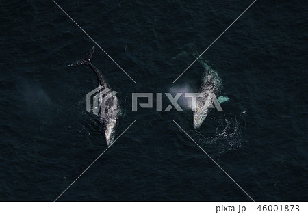 コククジラ コククジラ 46001873