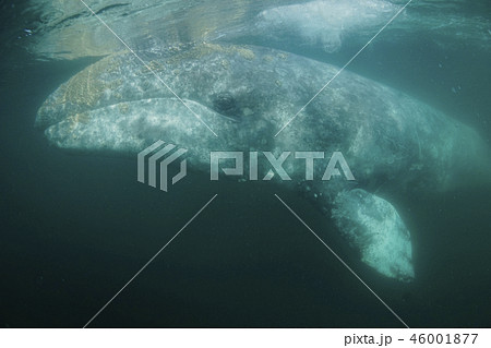 コククジラ 46001877