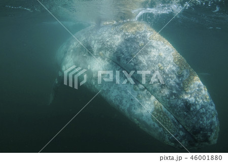 コククジラ コククジラ 46001880
