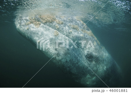 コククジラ 46001881