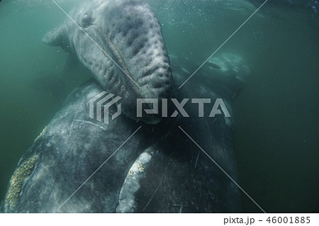 コククジラ コククジラ 46001885