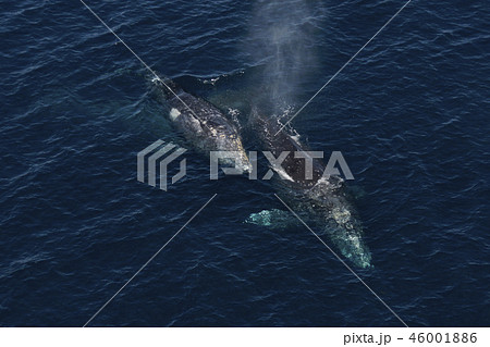 コククジラ コククジラ 46001886