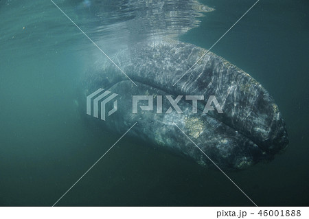 コククジラ 46001888