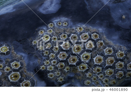 コククジラ 46001890