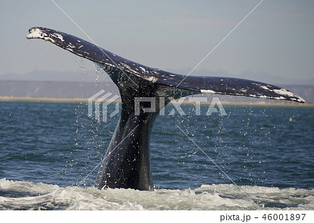 コククジラ 46001897