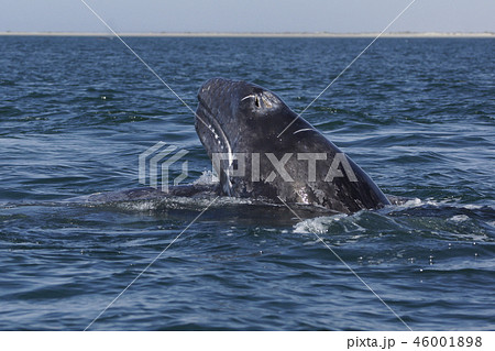 コククジラ 46001898