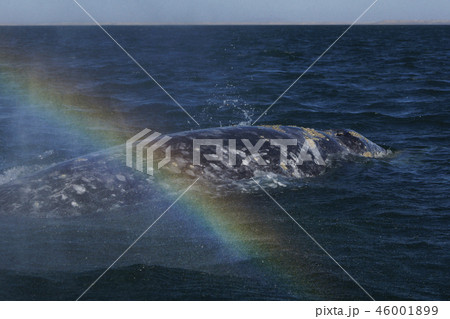 コククジラ コククジラ 46001899