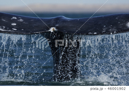 コククジラ 46001902