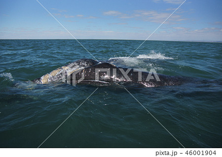 コククジラ コククジラ 46001904