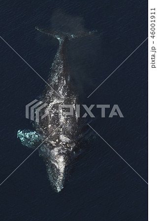コククジラ 46001911