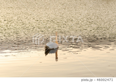 Cygnus olor, white mute swan swimming on lake Cygnus olor, white mute swan swimming on lake 46002471