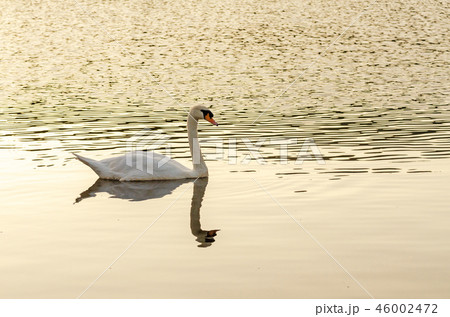 Cygnus olor, white mute swan swimming on lake Cygnus olor, white mute swan swimming on lake 46002472