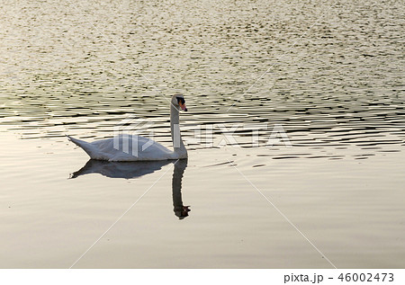 Cygnus olor, white mute swan swimming on lake Cygnus olor, white mute swan swimming on lake 46002473