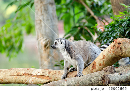 lemur catta in the natural zoo 46002666