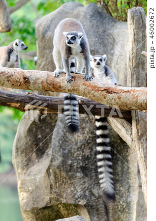 lemur catta in the natural zoo 46002672