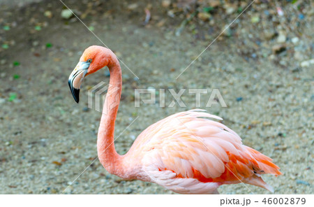 pink Flamingos (Phoenicopteridae) 46002879