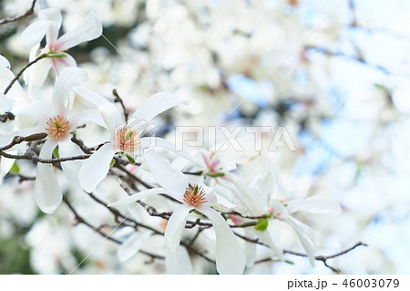 コブシの花 46003079