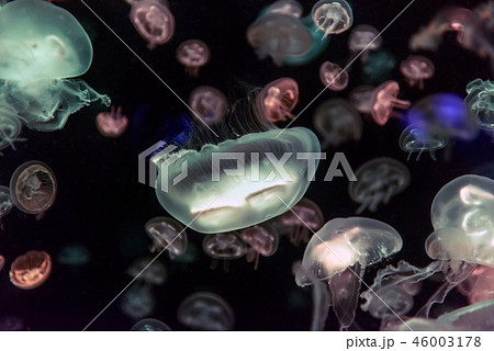 Jellyfish moving through water Jellyfish moving through water 46003178